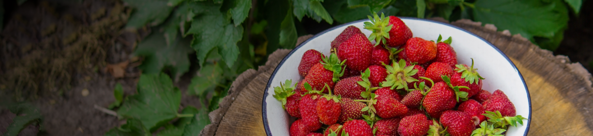 Piatto di fragole di stagione