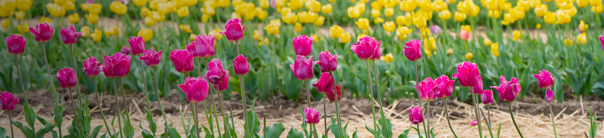 campo di tulipani viola e gialli