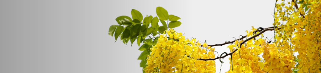 Fiori gialli di maggiociondolo appesi a un ramo