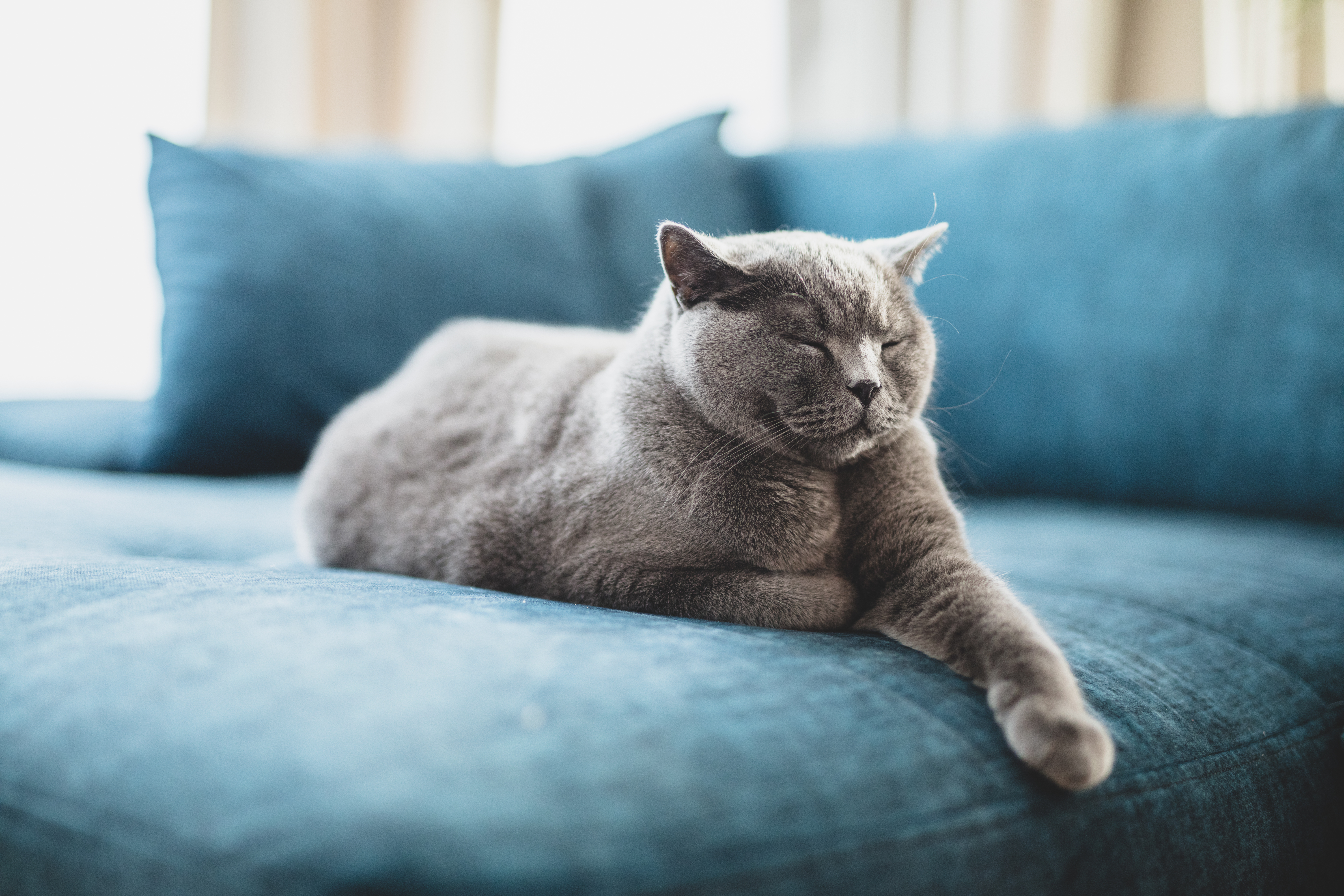 Gatto britannico felice, sdraiato rilassato e assonnato sul divano di casa. Razza British pelo corto