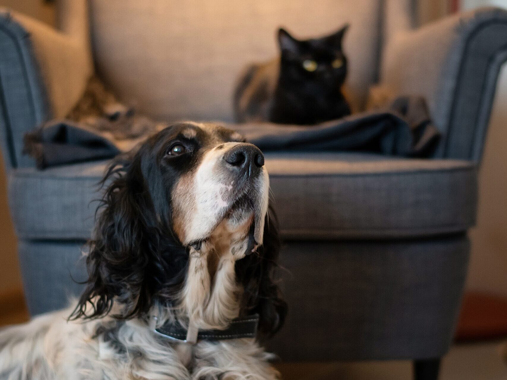 Cane e gatto in casa accogliente