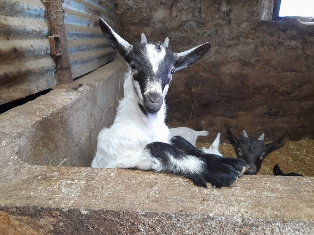 Capre in una stalla