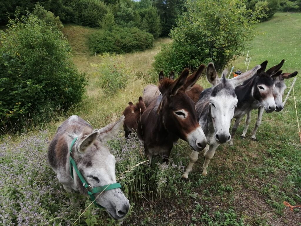 Asini che pascolano in natura