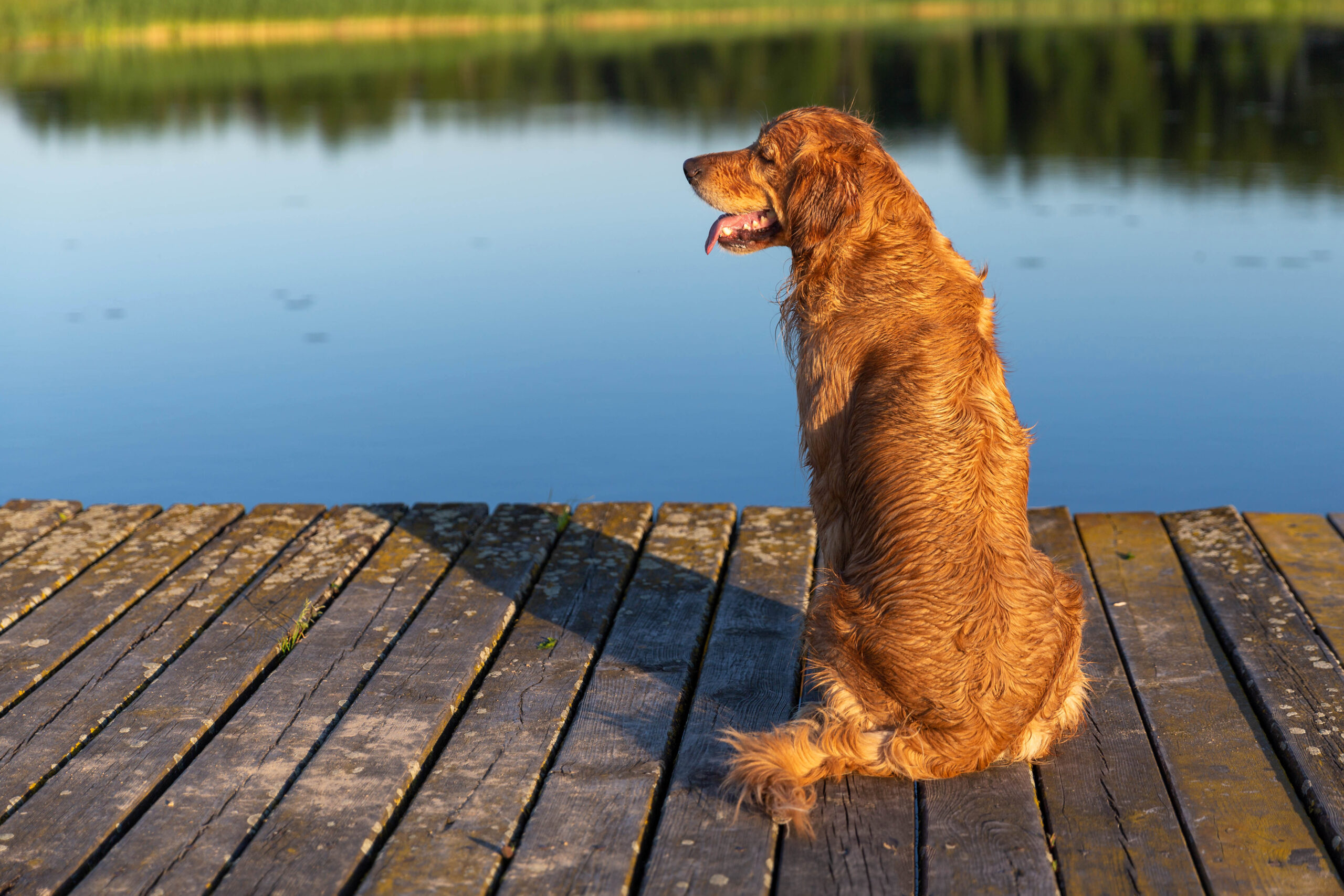 cane felice sul molo con davanti un lago